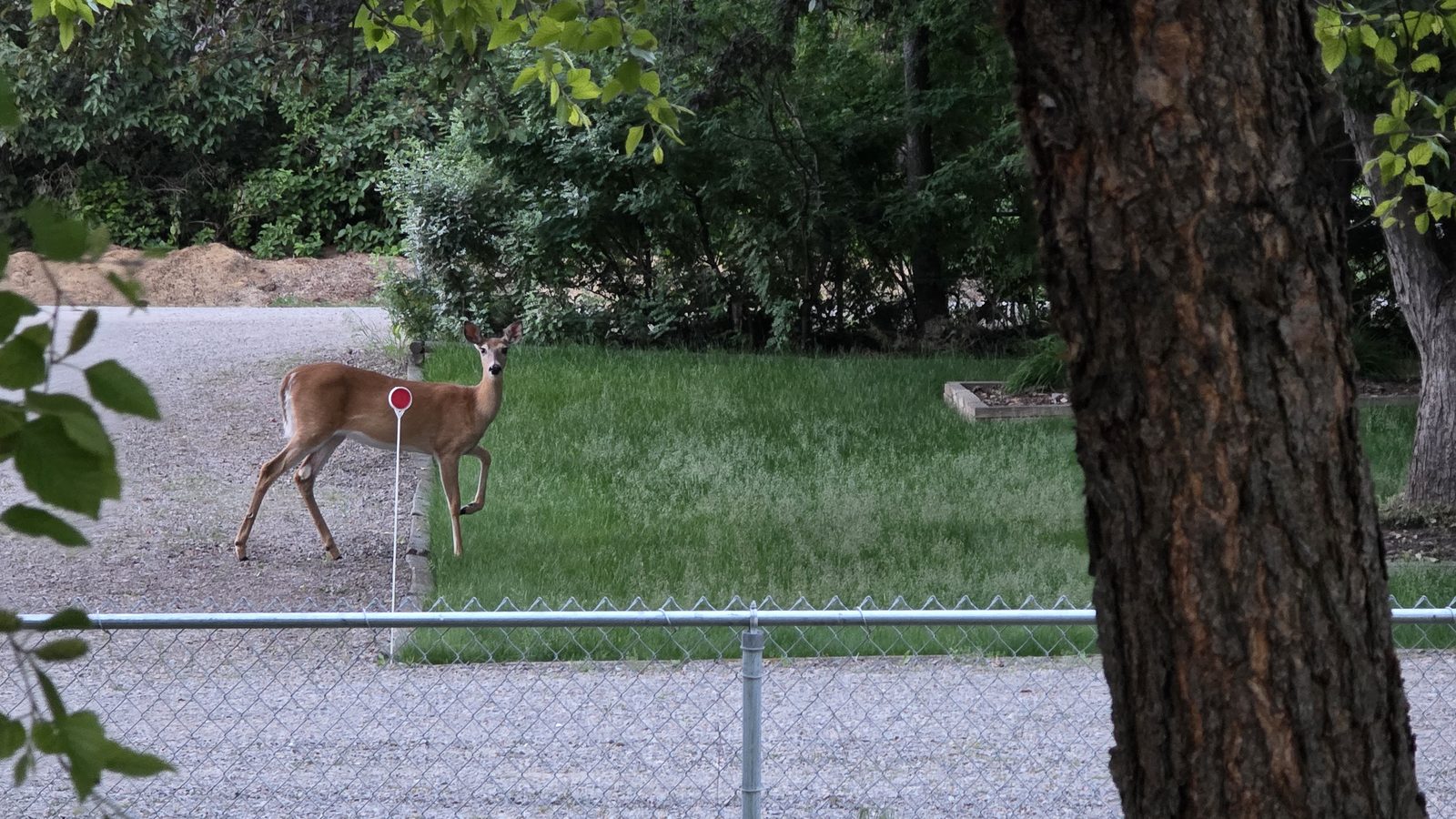 A whitetail deer along the back fence line