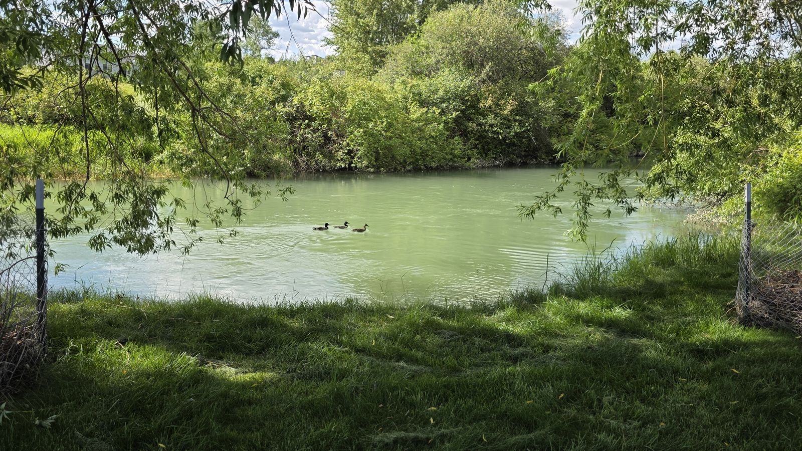 Mallards on the Whitefish River behind the property