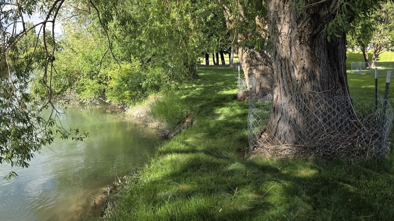 An old willow leaning over the riverbank