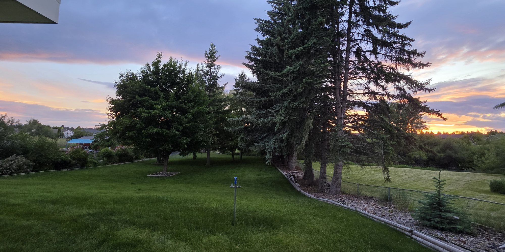 Sunset over the lawn and evergreens