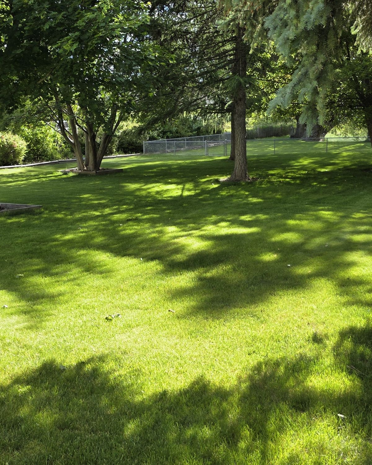 Lawn and willows along the Whitefish River