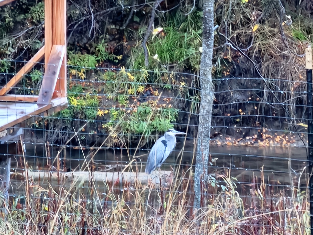 The Last Acre — fenced riverfront yard in Kalispell, Montana